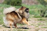 SPITZ ALLEMAND 277